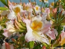 rośliny ozdobne -  Azalia knap-hill 'Möwe' na PNIU Rhododendron C6/Pa60(100)cm *K10