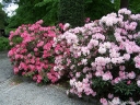 rośliny ogrodowe - Rhododendron 'Heinje's Zauberflöte' na PNIU C7/Pa75cm