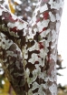sadzonki -  Sosna Bungego in. S.plamistokora Pinus bungeana P7/5cm *K11