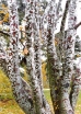 sadzonki - Sosna Bungego in. S.plamistokora Pinus bungeana P7/5cm *K11