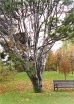 sklep ogrodniczy - Sosna Bungego in. S.plamistokora Pinus bungeana P7/5cm *K11