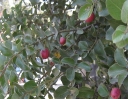sadzonki -  Cryptocarya alba in.Chilijski żołądź /C2