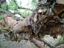 sadzonki -  Polylepis australis C3/40cm *K8