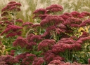 sklep ogrodniczy - Rozchodnik okazały BRILLANT (Sedum spectabile) C2