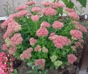 sadzonki - Rozchodnik okazały BRILLANT (Sedum spectabile) C2