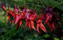 sklep ogrodniczy -  Clianthus puniceus KAKA KING /C4