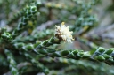 sadzonki -  Ozothamnus selago syn.Helichrysum selago /P13