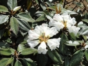 sklep ogrodniczy -  Rhododendron bureavii /C3
