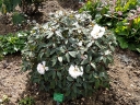 rośliny ozdobne - Rhododendron bureavii /C3