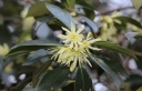 rośliny ogrodowe -  Illicium jiadifengpi Anyż /C2