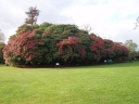 sadzonki - Różanecznik drzewiasty RED JACK Różanecznikowe drzewo Rhododendron arboreum C3/30-40cm *T51