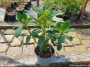 sadzonki - Różanecznik drzewiasty RED JACK Różanecznikowe drzewo Rhododendron arboreum C3/30-40cm *T51