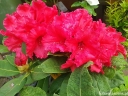 sadzonki - Różanecznik drzewiasty RED JACK Różanecznikowe drzewo Rhododendron arboreum C3/30-40cm *T51