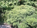 rośliny ogrodowe -  Choina karłowa NANA Tsuga canadensis C2/20-30cm *K4