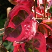 sadzonki -  Dereń kwiecisty FIREBIRD® 'Fircomz' Cornus floridus C5/60cm