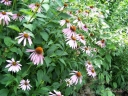 rośliny ogrodowe - Jeżówka purpurowa RÓŻOWA (Echinacea purpurea) P12 *K7