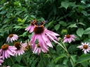rośliny ogrodowe - Jeżówka purpurowa RÓŻOWA (Echinacea purpurea) P12 *K7