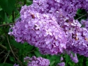sklep ogrodniczy -  Lilak pospolity fioletowy (Syringa vulgaris) C2/40-60cm *21K