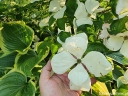 sadzonki -  Dereń HYPERION® 'KF111-1' Cornus x rutgersensis C5/120-140cm *TL