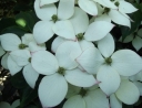 rośliny ozdobne  Dereń VULCAN® Cornus kousa /C3 *K13