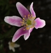 rośliny ogrodowe -  Zawilec gajowy MONJA  Anemone nemorosa /P9