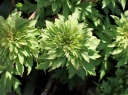 rośliny ogrodowe -  Zawilec gajowy GREEN FINGERS