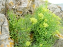 rośliny ozdobne -  Kowniatek nadmorski Crithmum maritimum in. koper morski, babia sól nadmorska /P9 *T33