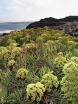 rośliny ozdobne - Kowniatek nadmorski Crithmum maritimum in. koper morski, babia sól nadmorska /P9 *T33