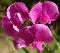 sklep ogrodniczy -  Groszek szerokolistny PINK PEARL Lathyrus latifolius /P9 *K11