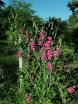 sadzonki - Groszek szerokolistny PINK PEARL Lathyrus latifolius /P9 *K11