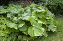 sadzonki - Lepiężnik japoński GIGANTEUS Petasites japonicus /P9(C2) *K7