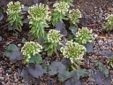 sklep ogrodniczy - Lepiężnik japoński GIGANTEUS Petasites japonicus /P9(C2) *K7