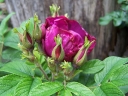 rośliny ozdobne -  Róża pomarszczona SCARLET PAVEMENT® Hybrid rugosa