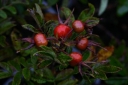 sklep ogrodniczy - Róża STRANDPAREL Rosa /C1,5