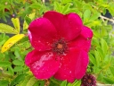 rośliny ozdobne - Róża STRANDPAREL Rosa /C1,5