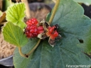 rośliny ozdobne - Jeżyna płożąca Rubus irenaeus C2/80cm *K11