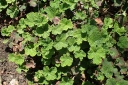 sadzonki -  Jeżyna pełzająca EMERALD CARPET Rubus pentalobus syn.R.calycinoides /C1,3