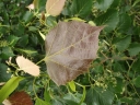 sadzonki - Lipa Henryego ARNOLD SELECT Tilia henryana C2/30-40cm *K21