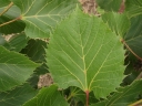 sadzonki - Lipa Henryego ARNOLD SELECT Tilia henryana C2/30-40cm *K21