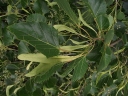 rośliny ozdobne - Lipa Henryego ARNOLD SELECT Tilia henryana C2/30-40cm *K21
