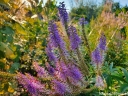 sadzonki -  Przetacznikowiec wirginijski ADORATION Veronicastrum virginicum /P9 *K7
