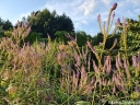 rośliny ozdobne - Przetacznikowiec wirginijski ADORATION Veronicastrum virginicum /P9 *K7