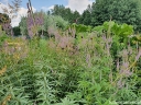 rośliny ozdobne - Przetacznikowiec wirginijski ADORATION Veronicastrum virginicum /P9 *K7