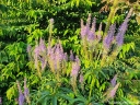 rośliny ozdobne - Przetacznikowiec wirginijski ADORATION Veronicastrum virginicum /P9 *K7