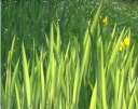 rośliny ogrodowe -  Kosaciec ŻÓŁTY VARIEGATA Irys Iris pseudacorus ~20szt. nasion