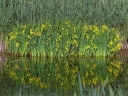 rośliny ogrodowe - Kosaciec ŻÓŁTY VARIEGATA Irys Iris pseudacorus ~20szt. nasion