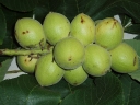 rośliny ozdobne -  Orzech ajlantolistny Juglans ailantifolia J.sieboldiana C3/60-80cm *67T