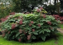 sadzonki -  Aralia kolczasta Aralia spinosa C3/50cm *K10