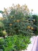 rośliny ozdobne - Brezylka cytrynowa Caesalpinia gilliesii C5/30-50cm *T35