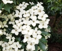 sadzonki - Dereń kolumnowy FLOWER TOWER „ZuilB1” PBR Cornus kousa C5/50-60cm *K11